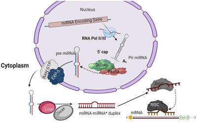 MicroRNA-Mediated Host-Pathogen Interactions Between Bombyx mori and Viruses